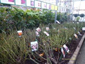 rosiers buissons en jauge en attente d'être replantés